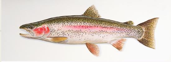 rainbow trout 203 mm (8 inches) FL sampled in the upper