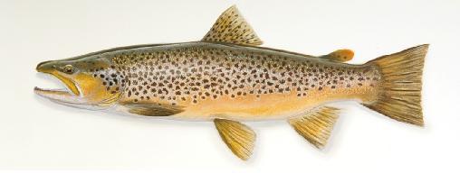 brown trout 203 mm (8 inches) FL sampled in the upper 