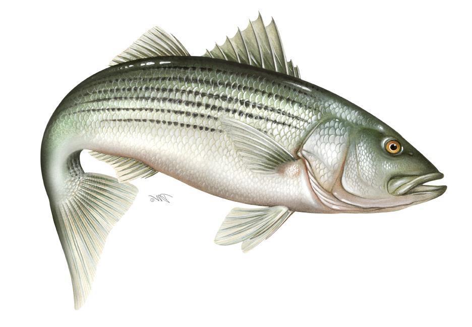 Changes to Virginia s Striped Bass Monitoring and Tagging Programs