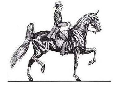 Saddle Seat Equitation Class Routine Hands 1. Riders may be asked to do rail work and/ or individual patterns at the discretion of the judge or show management. 2.