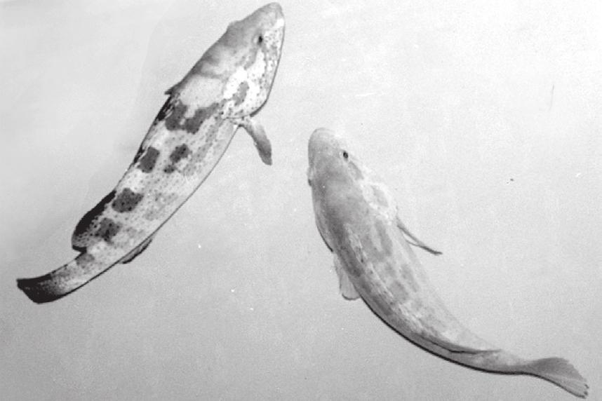 16 (Fig.1). The pair ascended rapidly in the water column with anterior part of their bodies exposed and released the gametes while dashing into the water.