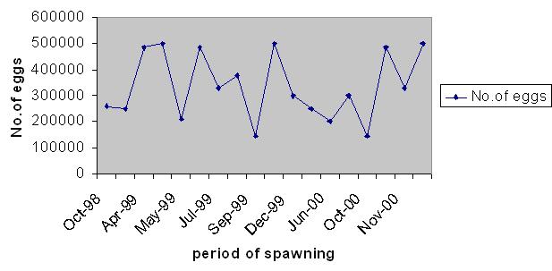 3). Good quality eggs possessed a single large Fig. 2. Production of eggs during natural spawning Fig. 1. Pre-spawning behavior of the spawning pair Captive spawning of E.