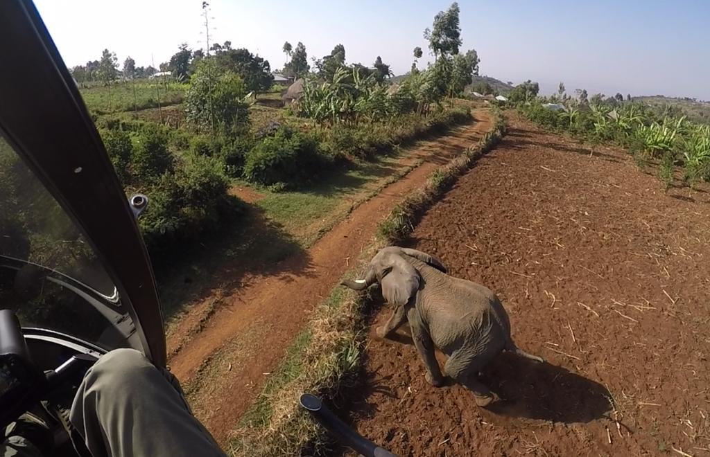 th An elephant in conflict on the top of the escarpment in Tanzania on the 28 of July: th Elephants in farms on the 13 of June near the