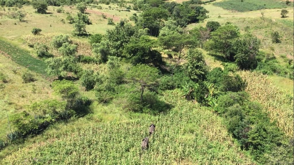 The helicopter remains a vital tool for MEP operations across the ecosystem especially for moving elephants out of farms.