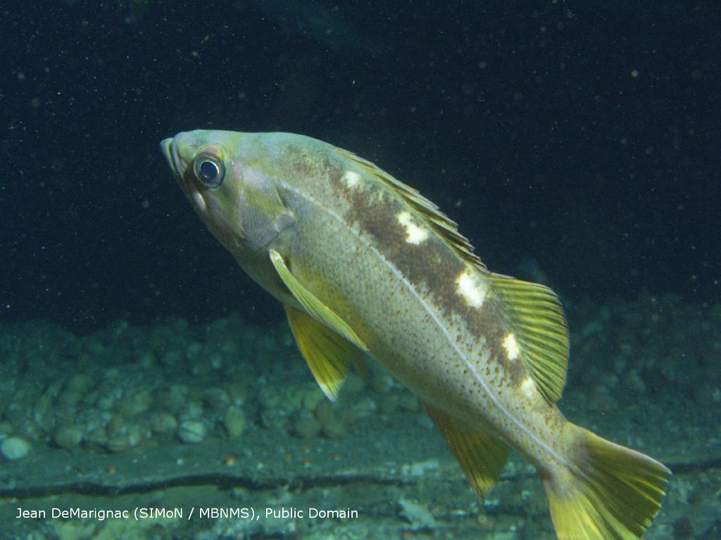 Agenda Item E.8 Attachment 7 September 2017 1 2 Status of Yellowtail Rockfish (Sebastes flavidus) Along the U.S. Pacific Coast in 2017 3 Andi Stephens1 Ian G.