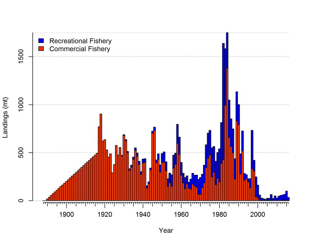 Figure c: Estimated catch history of
