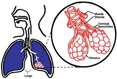 Surface Tension of the Alveoli During inhalation r= 0.5 X 10-4 to 1.
