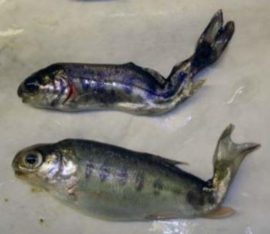 fish infected young Major concern to