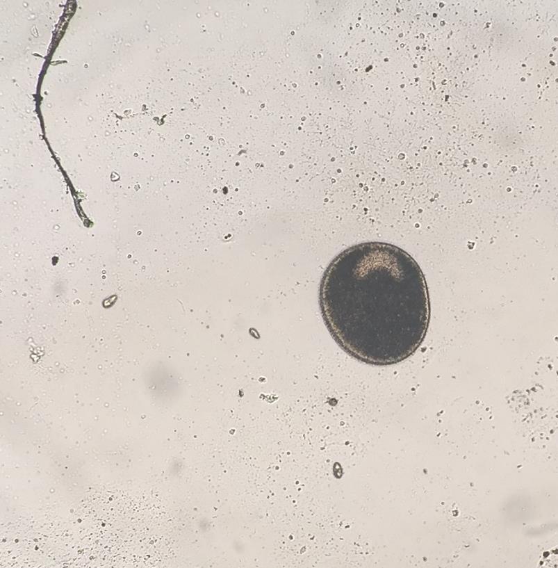 Ichthyophthirius multifiliis Ich, white spot Protozoan,