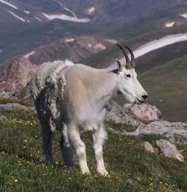 Overview This guide is intended to help mountain goat hunters identify male and female mountain goats.
