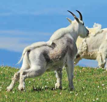 Urination Posture Mountain goats often urinate soon after standing up from a