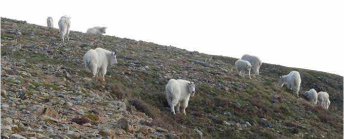 Group Size and Composition Mountain goats can be found in small groups consisting of males or groups of females with kids
