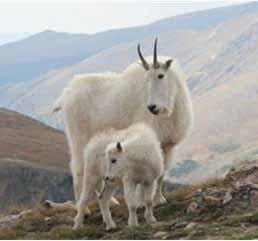 When observing a group of mountain goats, hunters should be patient and watch for indicators to help tell males from females.