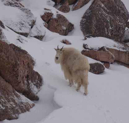 Groups of mountain goats also allow hunters the opportunity to compare horn shape and size, and watch for urination posture.