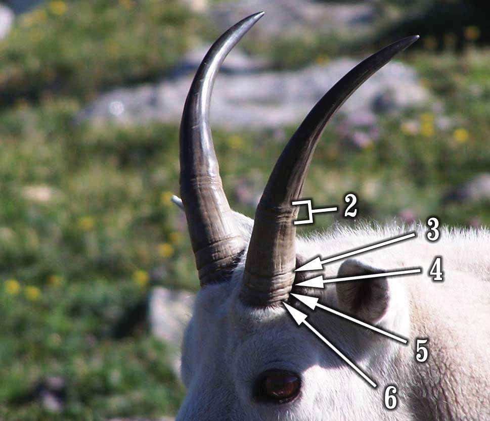 Mountain Goat Age Estimation and Horn Length Horn length is not useful to tell males from females.