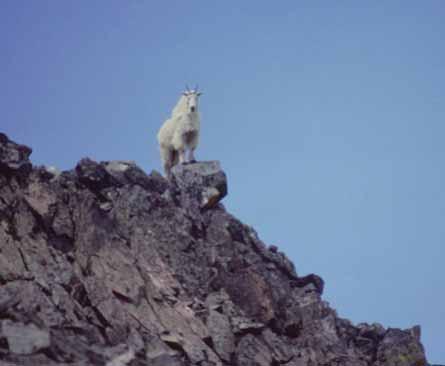 Shot Selection Mountain goats are adapted to living in rugged country. Mountain goats rely on steep outcroppings and cliffs for escape routes. Hunters need to be patient and to not rush the shot.