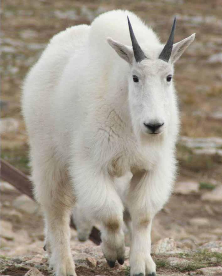 11. Yearling billy. Clues: Large horn bases and horns heavy throughout length.