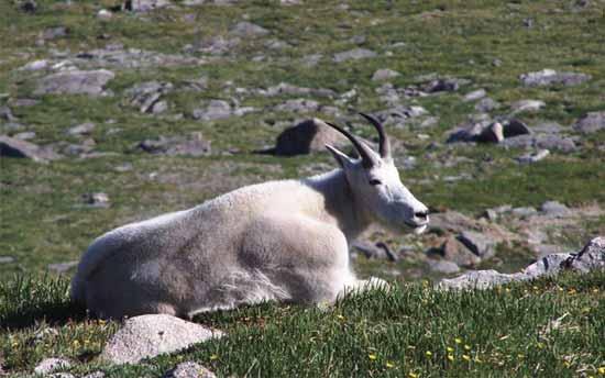 Test your mountain goat