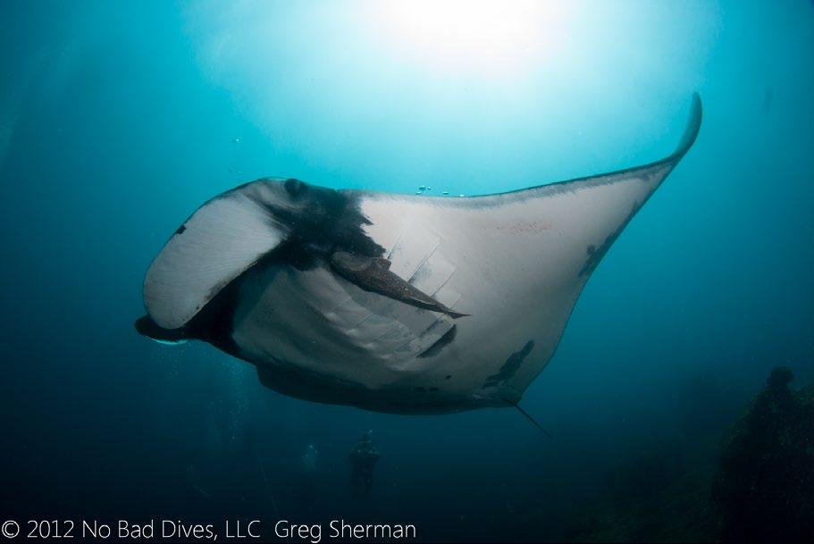 On so many of our dives, we will see Mantas LOTS of Mantas sometimes up to 7 at once! These are not the regular-sized variety, but HUGE Oceanic Mantas, measuring 20 25 feet across!