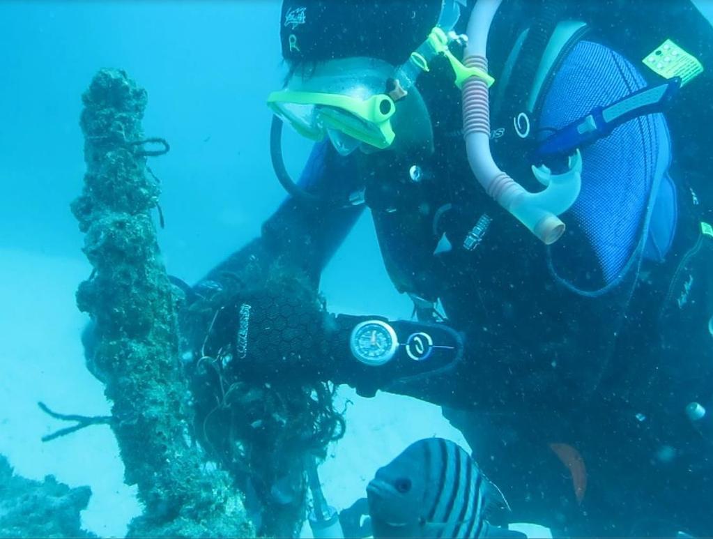 Curtin Artificial Reef, Moreton Bay