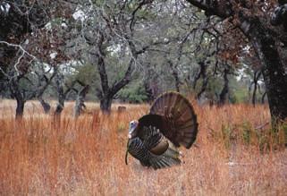 It is not unusual to harvest a trophy Axis with 34+ inch antlers, or to get a shot at your choice of toms among the flocks of turkey