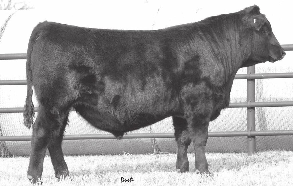 Angus Spring Yearling Bulls 12-15 months LHR Rita 0801 - Outstanding set of flush brothers sired by WR Journey-1X74, Tex Demand 2791 and Earnan.