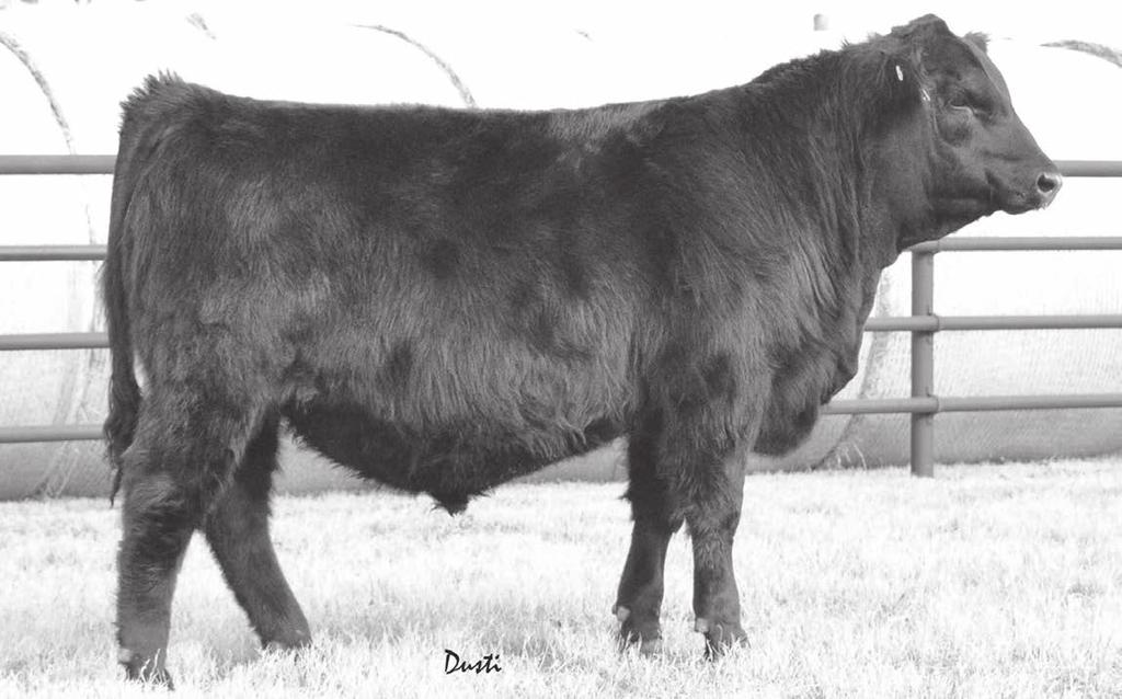 Angus Spring Yearling Bulls 12-15 months 24 HHH Act. BW 74 Adj.