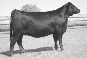 Angus Spring Yearling Bulls 12-15 months 33 H CE Act. BW 86 Adj.
