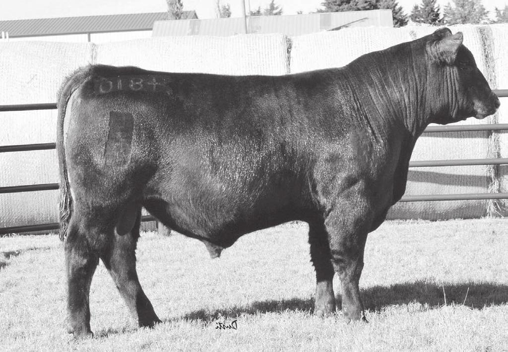46 HHH Act. BW 61 Adj. WW 813 WW Ratio 104 1120 98 36.55 Angus Fall Bulls 16-20 months LHR Long Haul 4810 Birth Date: 9-13-2014 Bull 18245826 Tattoo: 4810 Number 3 bull for $G and top 4 bull for RE.