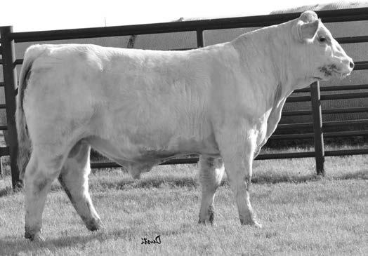 Charolais Bulls 14-24 months The Charolais bulls are based from a herd started over 55 years ago by my father Maurice in 1961; based on that knowledge alone, you can realize the passion and the