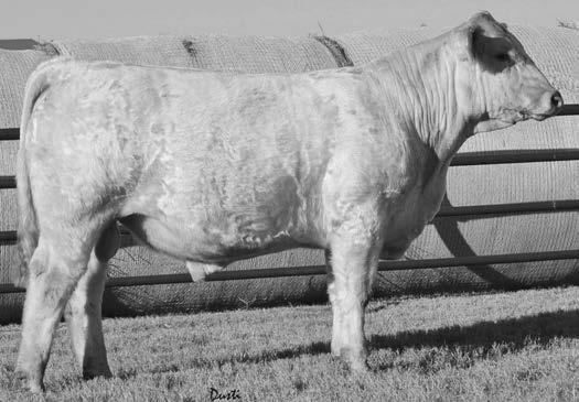 This is an extremely powerful set of bulls ranging from 14 to 26 months of age giving you a variety of options to increase your herd s profit potential with the terminal cross.