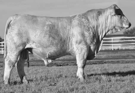 Charolais Two-Year-Old Bulls 103 Act.