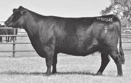 117C Angus Spring Yearling Females LHR Rita 0801-5196 - 117C LHR Rita 8858 - Two flush sisters sired by Basin Payweight 1682 and descending from the Foundation Rita 3106 out of the beautifully