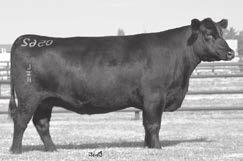Angus Spring Yearling Females LHR Blacklass 0562-5119 119A Birth Date: 1-27-2015 Cow +18318041 Tattoo: 5119 Act. BW 74 Adj.