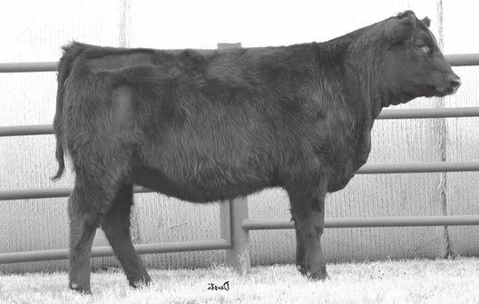 Angus Spring Yearling Females LHR Ever Entense 0214 - Here is an awesome set of 3 flush sisters that have a birth to yearling spread with maternal and carcass!