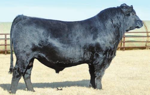 1175 was brought into the Proven Sires program to do several things, give us a balance of traits to enhance the most disciplined breeding programs.
