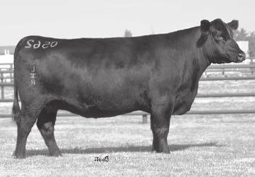 Angus Spring Yearling Bulls 12-15 months 1 HHH Act. BW 70 Adj.