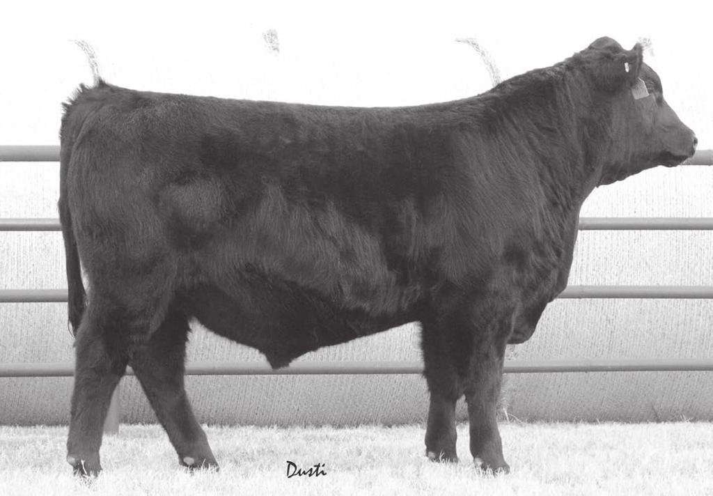 Angus Spring Yearling Bulls 12-15 months 2 HHH Act. BW 68 Adj.