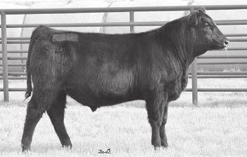 Angus Spring Yearling Bulls 12-15 months 5 HHH Act. BW 72 Adj.
