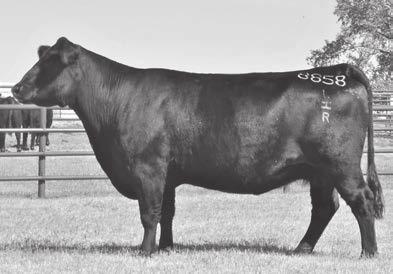 Angus Spring Yearling Bulls 12-15 months 8 HH Act. BW 77 Adj. WW 700 LHR Payweight 1682-5165 Birth Date: 2-10-2015 Bull +18332534 Tattoo: 5165 Number 7 bull for RE and $G.