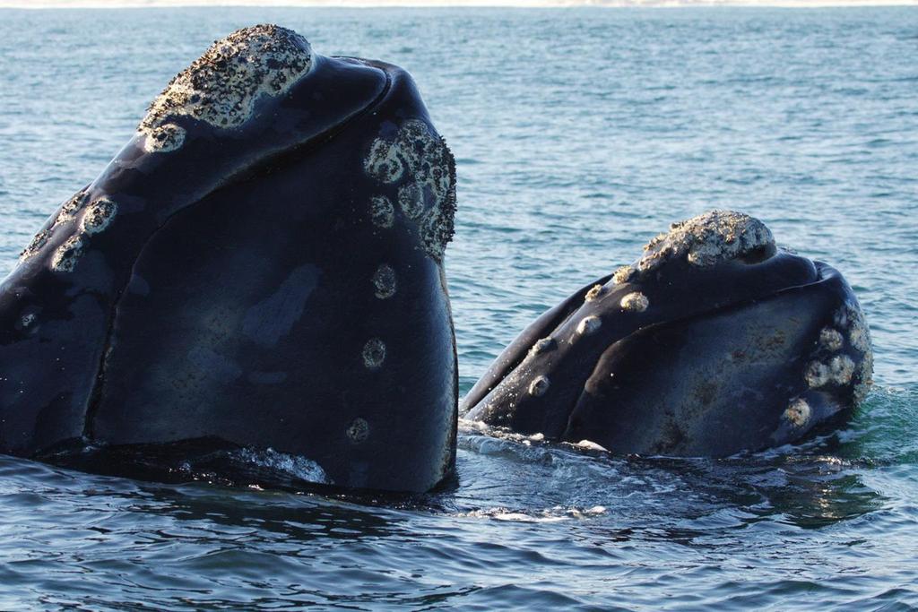 Conclusion Approximately 450 North Atlantic right whales are left on the planet, and in order to save the species we must act
