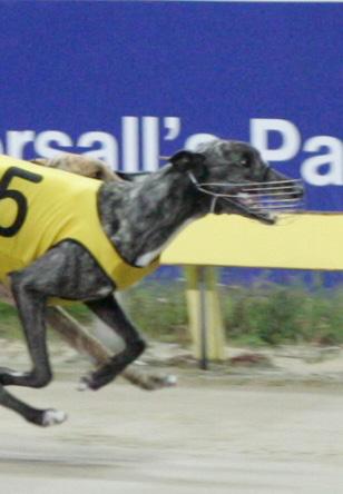 MOST CONSISTENT GREYHOUND 6 7 8 Senor Slamma (19 wins, two seconds and two