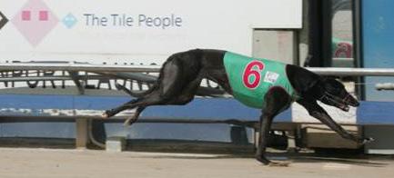 3 or 4 or 5 all tracks) Thu 8 Mon 12 600 - Hotels Middle Distance Championship Heats (B16 4&5) Tue 13 NWGRC (D) 452 - Virbac Vetsearch Tasbred Maiden Heats (B40 All Aged Tasbred Maidens) Thu 15 Mon