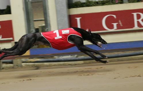 and a over 599 It is anticipated that there will be 8 Heats over 599 metres with the greyhounds contesting those Heats contesting the second series of Heats over 461 The greyhounds to contest the