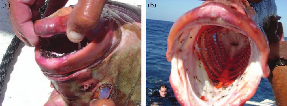 ISOPOD INFESTATION OF POSTSPAWNING GROUPER 935 FIG. 1. Nassau grouper infested with E. t. tricornis.