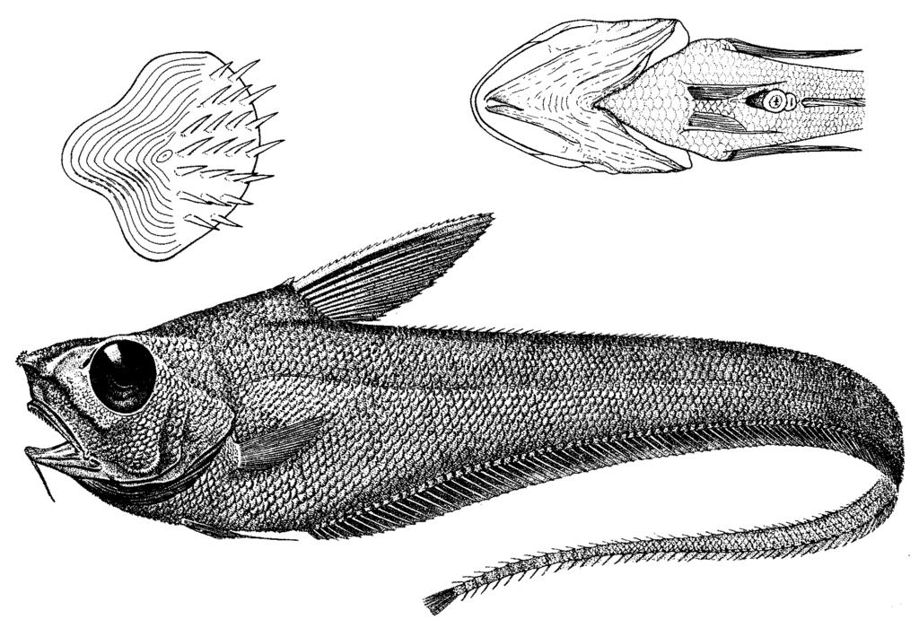 289 Sphagemacrurus grenadae (Parr, 1946) Fig. 661 MACROUR Spha 1 Scientific Name with Reference : Grenurus grenadae Parr, 1946, Bull. Bingham Oceanogr. Coll.