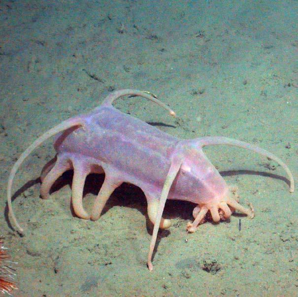 .. 16 The small, deep ocean sea pig roams the ocean floor, often in herds, eating tiny sea animals and microbes that live in the mud.
