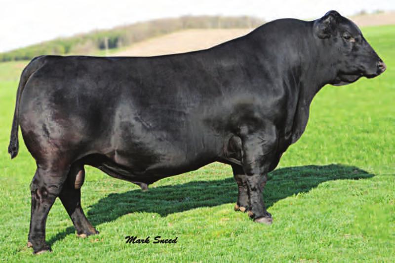 Reference Sires S A V ANGUS VALLEY 1867 ET IMP 1867Y JANUARY 05 2011 #1719214 G A R GRID MAKER BON VIEW BANDO 598 TC GRIDIRON 258 S A F 598 BANDO 5175 TC BLACKBIRD 7049 S A F ROYAL LASS 1002 S: S A V
