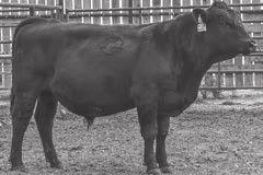 5 +.77 +.27-1.33 +64.31 +61.56 +28.00 +112.41 2-102 Lot 8 was used to breed a group of our heifers.