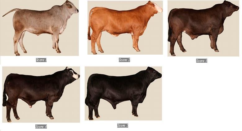 Junior Market Steer Classification Guidelines CROSS DIVISIONS Black Cross Division: - Must have a black body cavity.